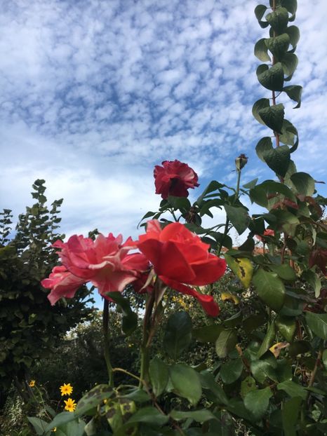 1795E225-354F-4477-88D8-A687ACEEC363 - Septembrie 2018