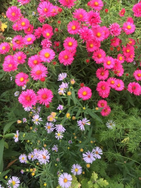 CCE411A3-8149-4D20-B1C7-CBD4F57CD459 - Septembrie 2018