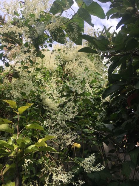 A0A61253-5439-430E-806D-21AC534FDB0F - Septembrie 2018