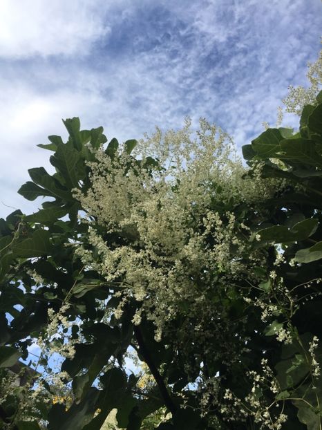 029F6F8A-4F44-46C4-91B3-E3C1CAE0773E - Septembrie 2018