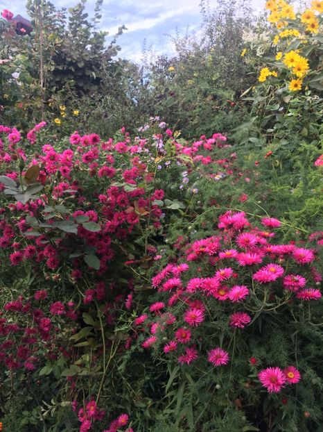 BFEAB57A-57C1-4840-BB61-90040D2215EF - Septembrie 2018