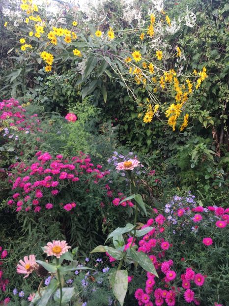 7C61B073-951D-48C1-95F8-6945C2F57EF1 - Septembrie 2018