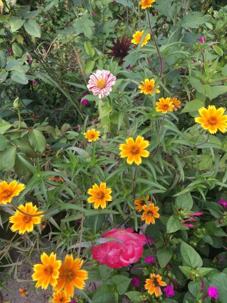 2858EF96-CA92-479E-925D-BF445A2BE9F6 - Septembrie 2018