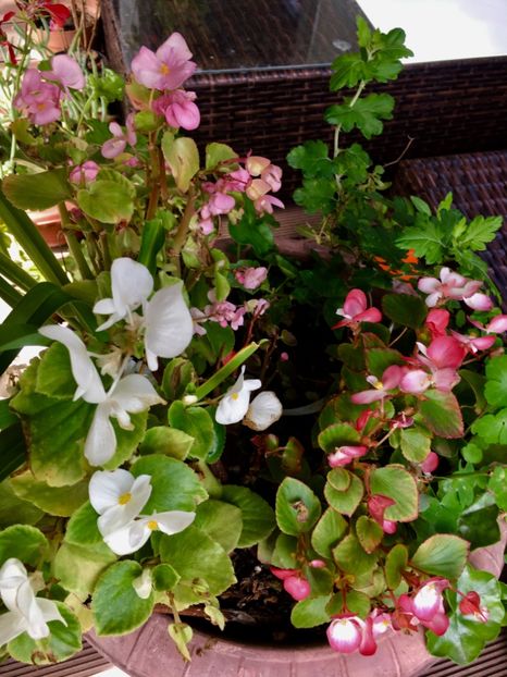 E47AD40D-F5D9-4F68-B678-D416E2DCD047 - Septembrie 2018