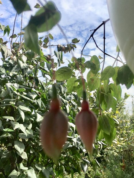 CABD084A-E6BA-4287-A850-D6650E34CC22 - Septembrie 2018