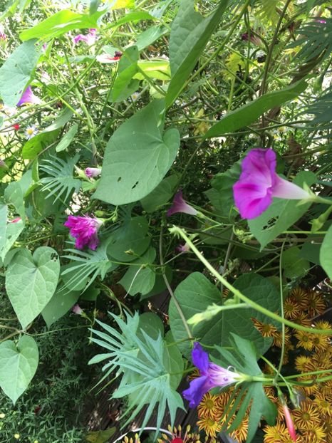 7CA75EBE-F822-486A-9767-0C85DD6CAFB4 - Septembrie 2018