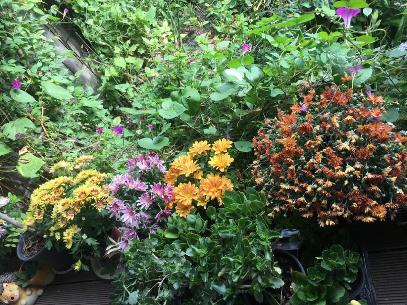 B9A7BBD2-D082-496E-9BD0-3E7B6F95AE78 - Septembrie 2018