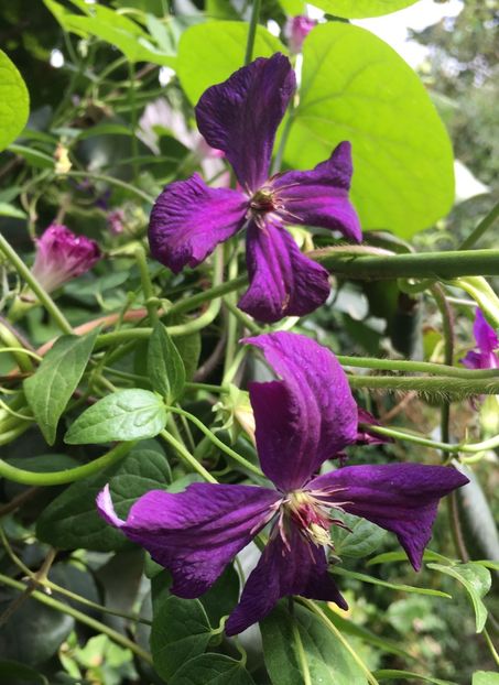 5CC03D40-82C3-4AB2-9816-EAD8B358B04F - Septembrie 2018