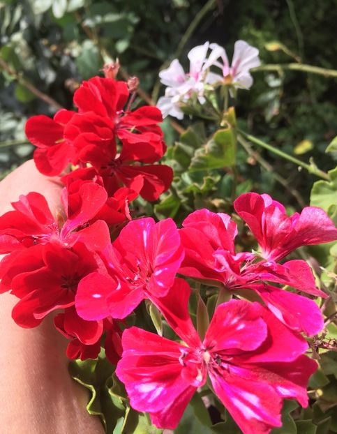 4EC2468A-183A-4BF6-9263-2950A0C96728 - Septembrie 2018