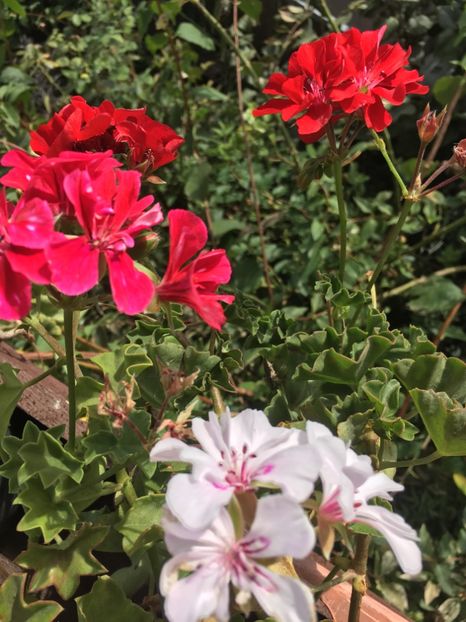 9573C231-BB07-46E2-A330-D633BD26572A - Septembrie 2018