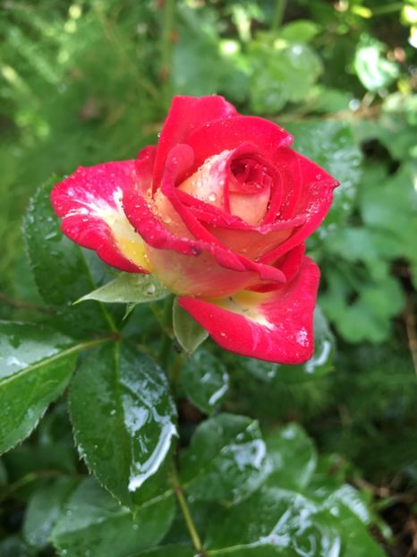 1E7CA696-1BFD-41DD-8FC3-3AC27B143D31 - Septembrie 2018