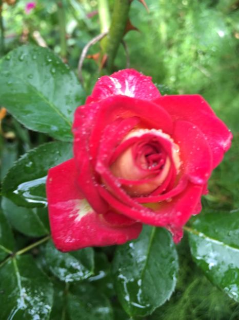 92E059ED-5331-4357-8508-65091EB37236 - Septembrie 2018