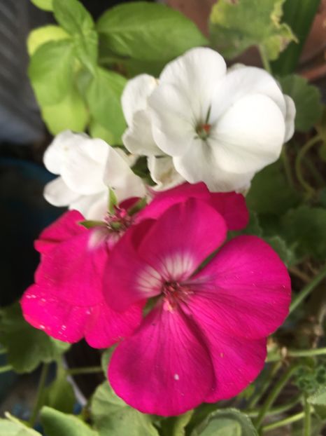 A3322DA9-E658-4DD0-A662-299B3E529EC2 - Septembrie 2018