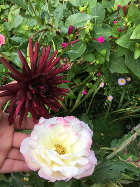 C37CDEEC-E740-43D6-8849-1A1D4F835639 - Septembrie 2018