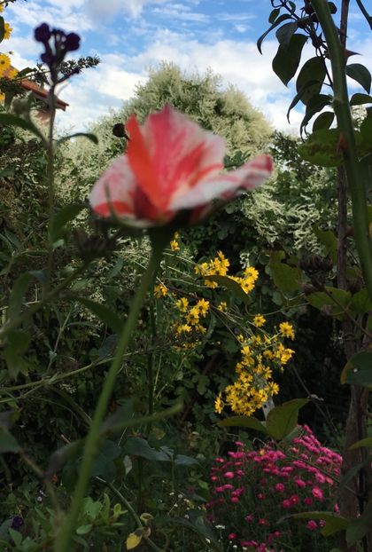 F25A7B83-D7E7-4BF7-B753-6A59715242D6 - Septembrie 2018