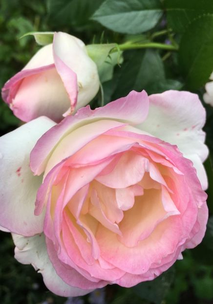 E8862D43-0B5A-45F5-BCF3-E60D9BBBE983 - Septembrie 2018