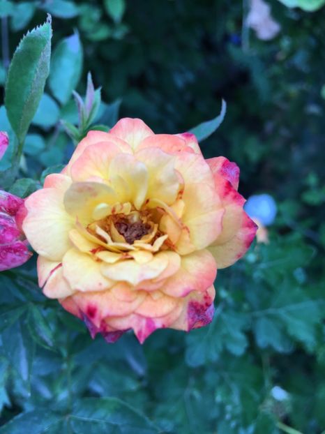 328A6C9F-BEC9-4E8C-99F9-A726E794F660 - Septembrie 2018