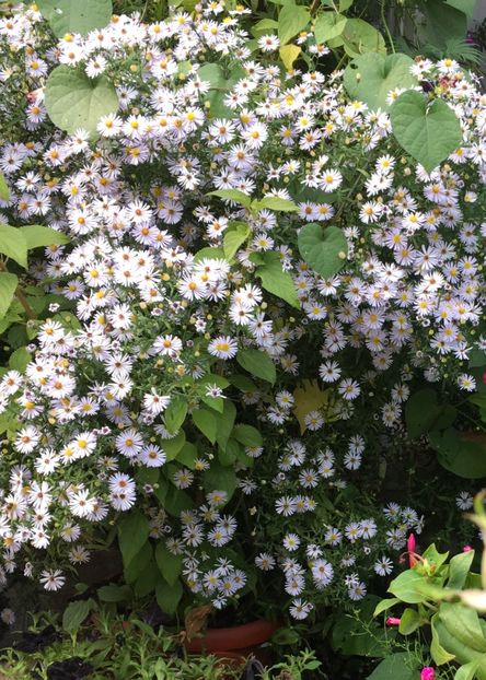 1C97FA25-73F9-4999-93C4-DEB384A047F2 - Septembrie 2018