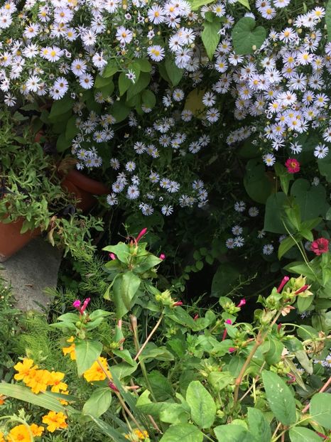 F1410BE8-6098-41D9-ACB9-C2EDA9C64F05 - Septembrie 2018