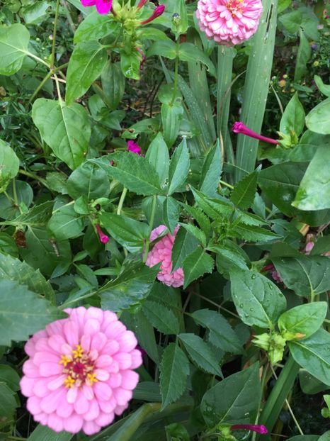 BD99644E-13CE-44C8-BF72-609AEF28302A - Septembrie 2018