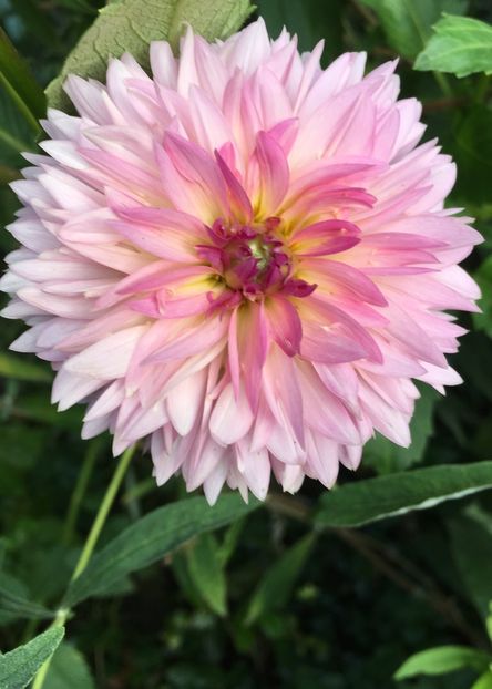 BA0FD467-5E4B-454A-B698-996E0C96C962 - Septembrie 2018