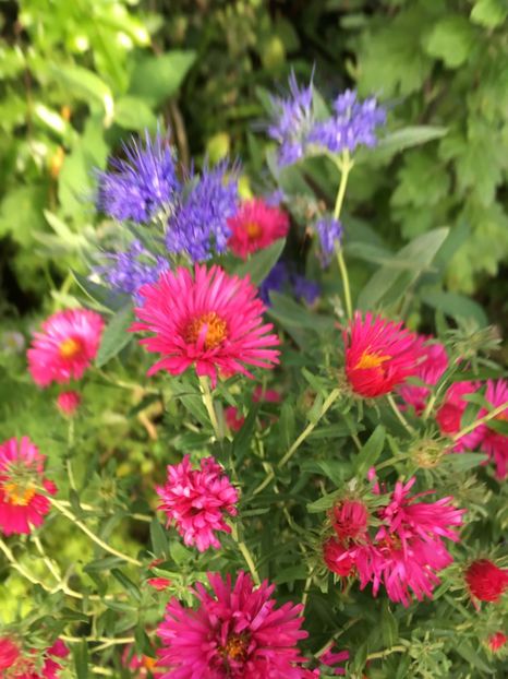 A41C30F7-4240-4BBF-9E67-2DC309F4ACAE - Septembrie 2018