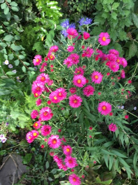 1FC5A120-1E33-4342-9769-6F51815F923F - Septembrie 2018