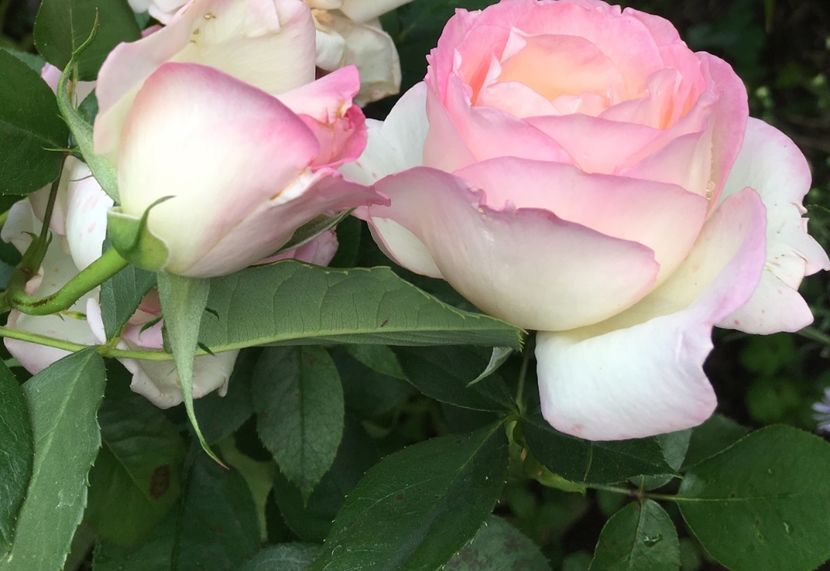 564F2212-A473-445C-AEB0-9786991D4C3D - Septembrie 2018