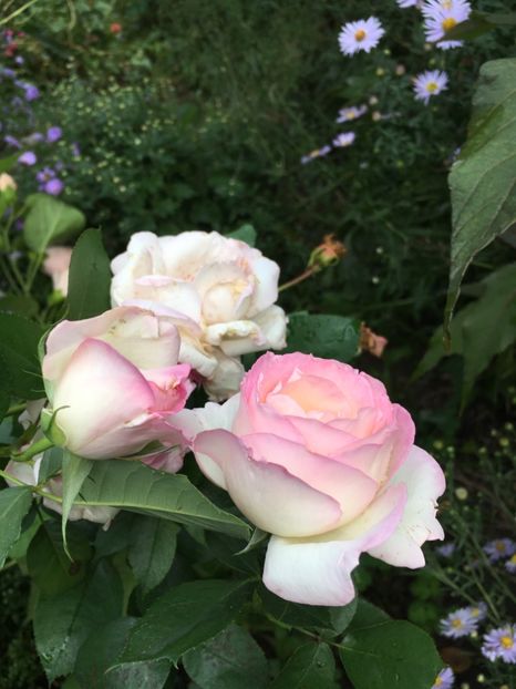 7E80ACBA-ABFB-4C2D-BED5-4C2982955A5B - Septembrie 2018