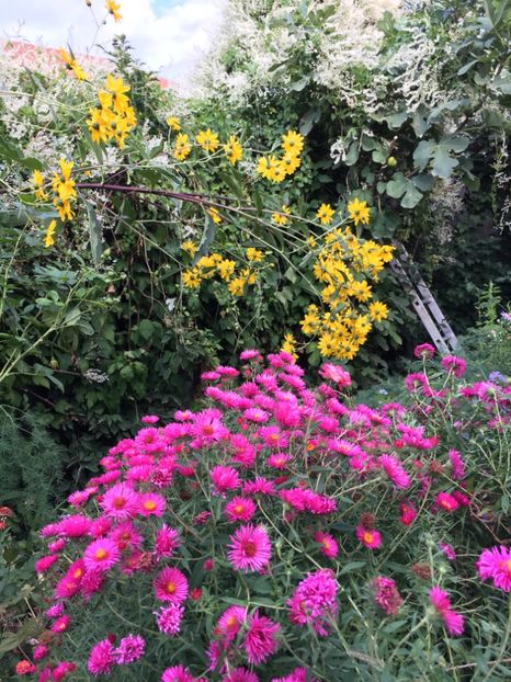 790FC94D-6A11-4F4C-B796-313277CF15CC - Septembrie 2018