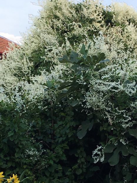 1C9F85FF-8788-496B-8F59-7EC24C4E9504 - Septembrie 2018