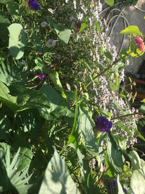 E0A829B2-D3AA-4516-AF25-89FBB57D54F9 - Septembrie 2018