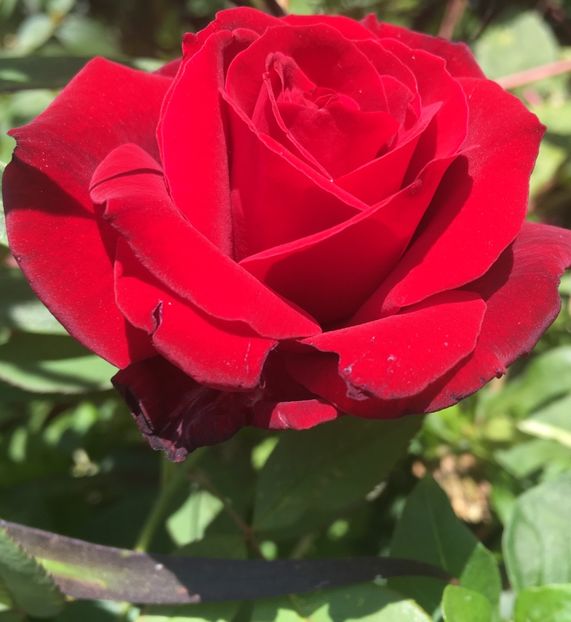 00DA850D-032F-4ABB-9017-FA574BE7202F - Septembrie 2018