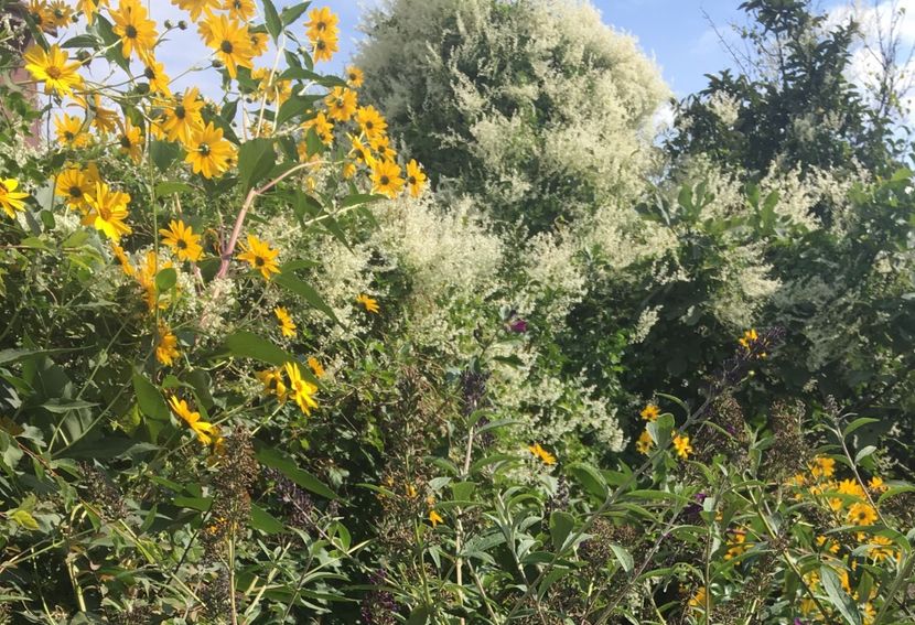 16075FAC-21C4-4268-B377-9A36300E35F5 - Septembrie 2018