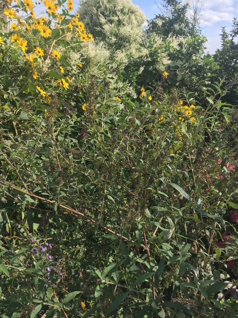 3BD2F981-E459-4FB0-BB67-718EF00C0DEF - Septembrie 2018