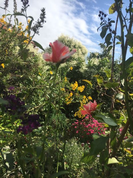 B839FE15-0E98-42EF-A5AE-786083E7A091 - Septembrie 2018