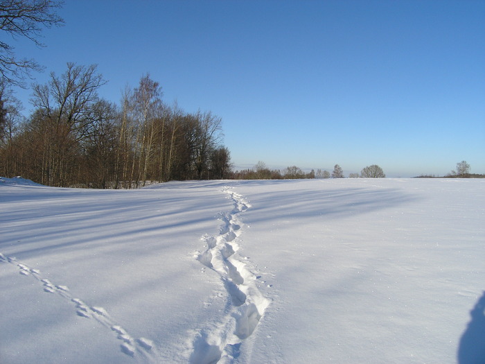 P2110429 - Iarna feb 2010 Suedia