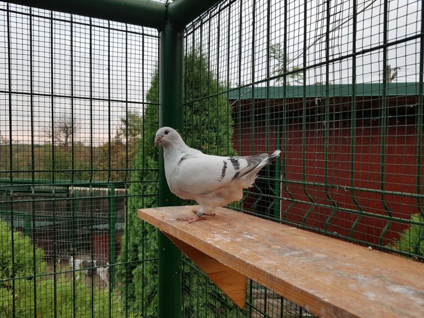 F-2018-4788 - 0-VRdF-TINERET-2018