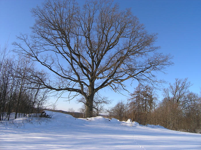 P2110430 - Iarna feb 2010 Suedia