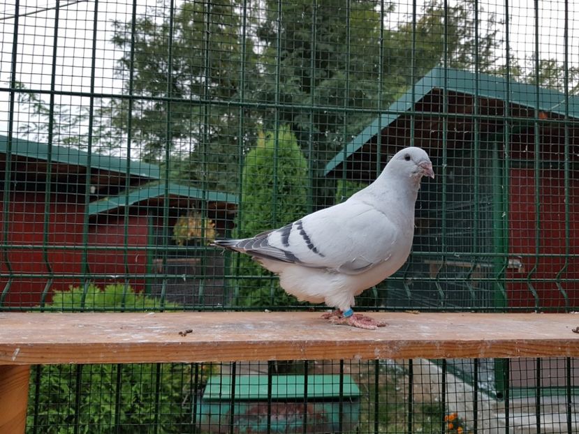 M-2018-4787 - 0-VRdF-TINERET-2018