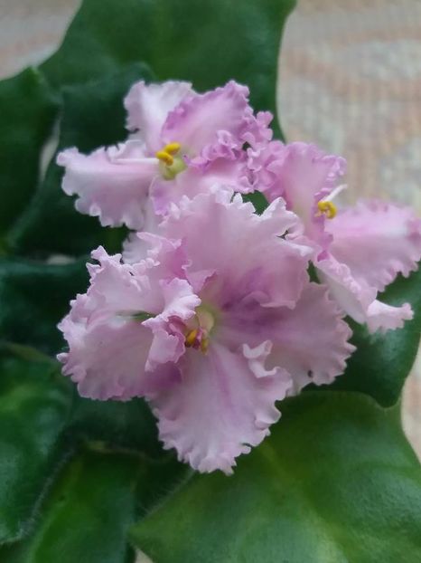 22 sept - ZZ Rosie Ruffles