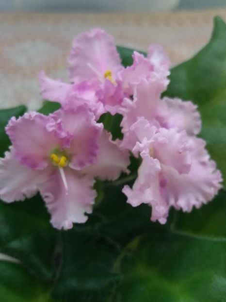 22 sept - ZZ Rosie Ruffles