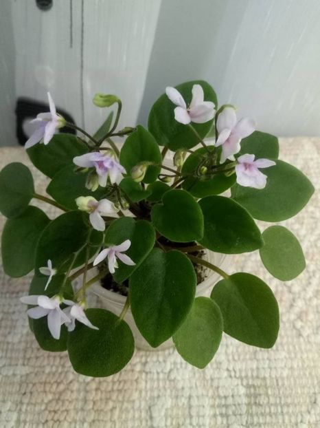 1 oct - ZZ Rob s Boolaroo