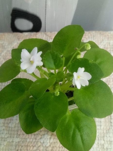 1 oct - Ramblin Silver