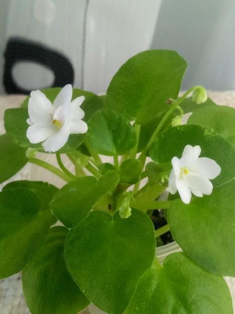 1 oct - Ramblin Silver