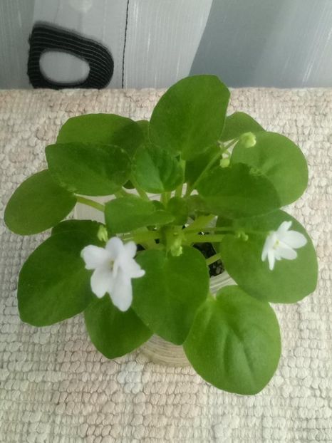 1 oct (27) - Ramblin Silver