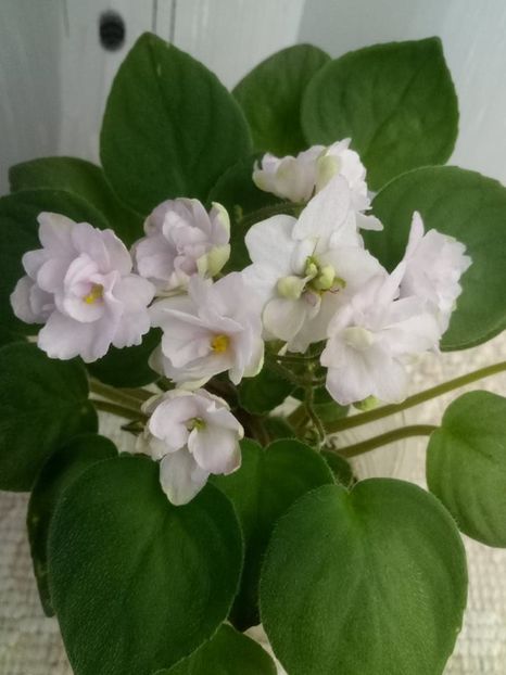 1 oct - Pink Mint