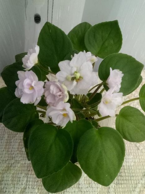 1 oct - Pink Mint