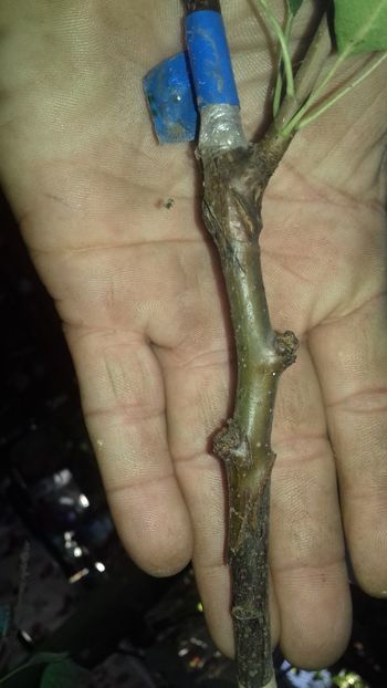 evolutie - altoiri 2018