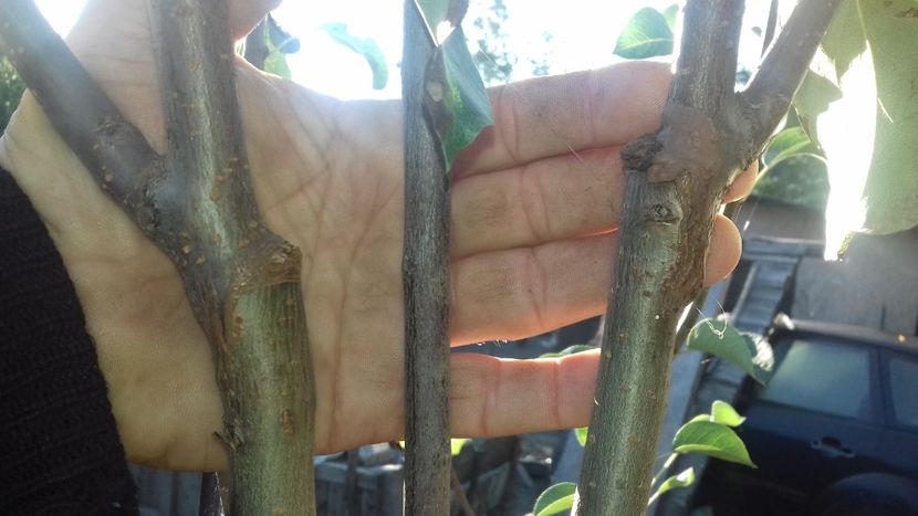 semicopulatie perfectionata Bosk - altoiri 2018